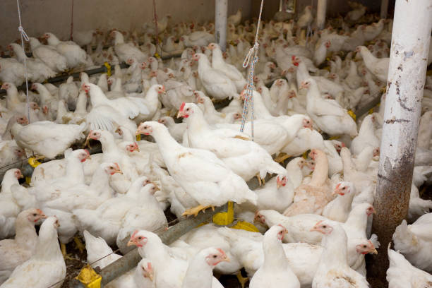 istock Young white chickens at the poultry farm 864472194