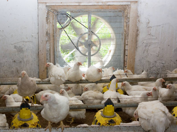 istock Young white chickens at the poultry farm 864472196