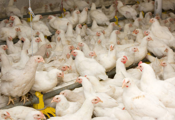istock Young white chickens at the poultry farm 864472290