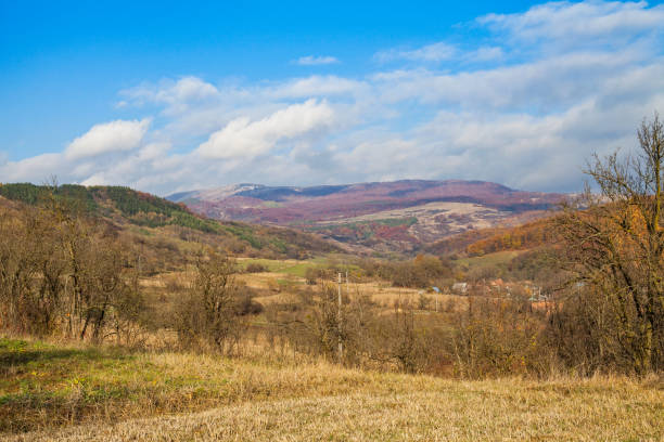 istock Dry trees and sky in Transilvania 864472682