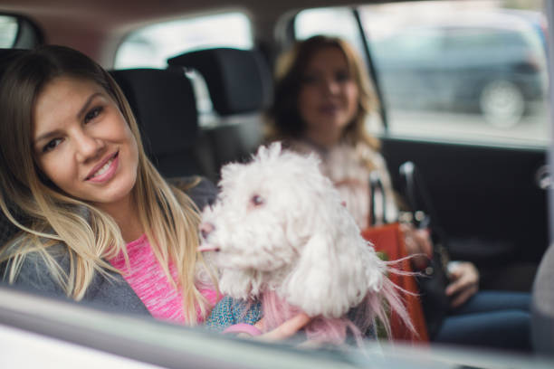 istock Riding with dog in car 864474618