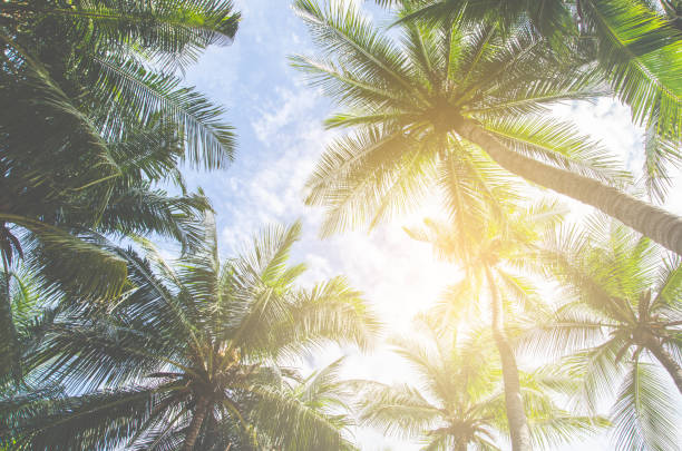 istock Palm trees against blue sky Palm tree at tropical coast vintage toned and stylized coconut tree 864476758