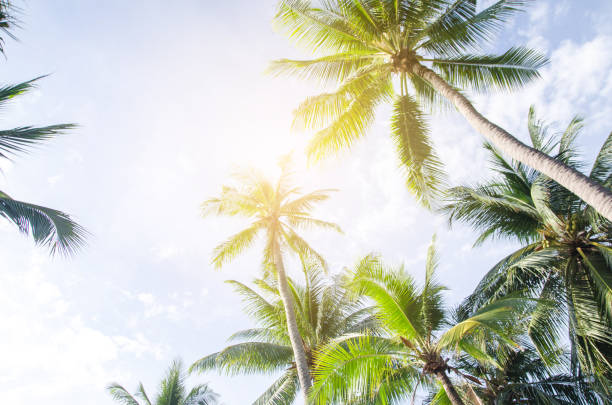 istock Palm trees against blue sky Palm tree at tropical coast vintage toned and stylized coconut tree 864476794