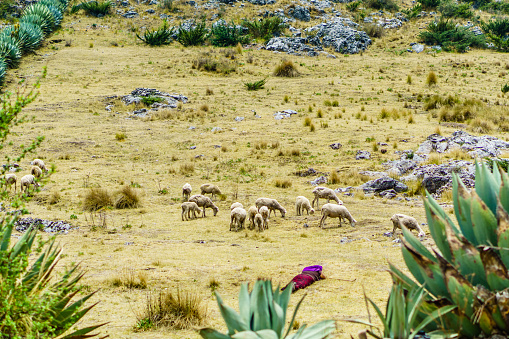 Maya nomad with sheep herd by Todos Santos Cuchumatan in Guatemala