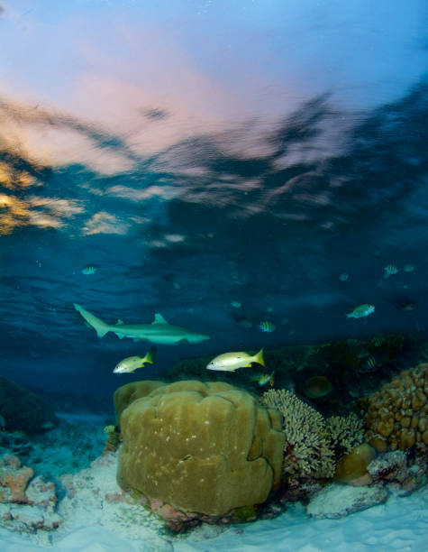 istock sunset on a coral reef 864477374