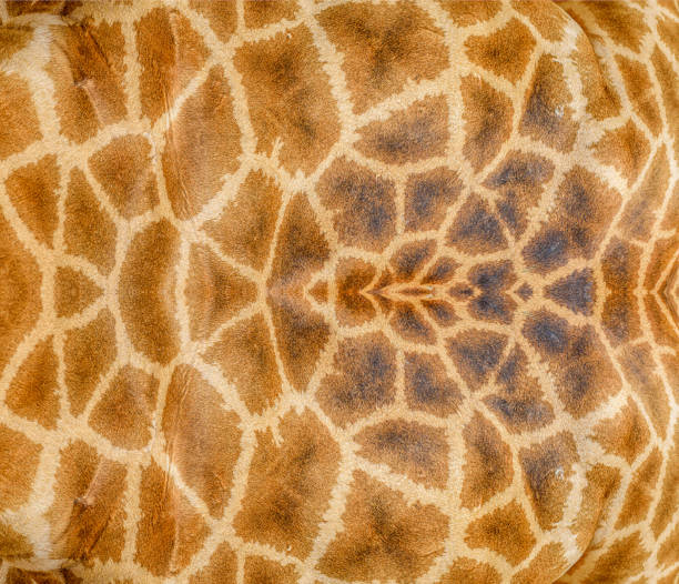 istock Texture of Giraffe skin for background. 864479462