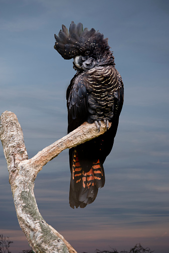 the female red tailed black cockatoo is perched