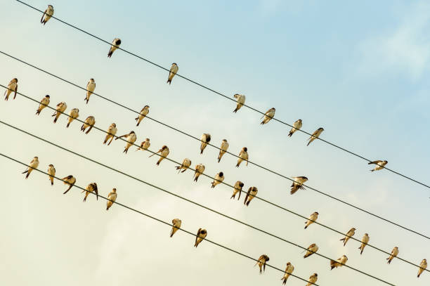 Swallows on a wire - power line - in the evening sun
