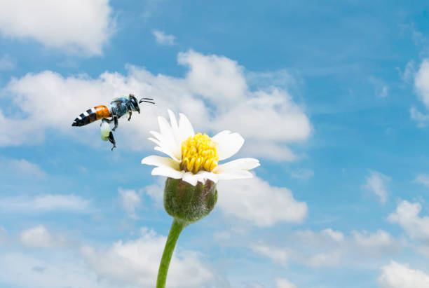 Natural background with  honey bee flying to glass flower.