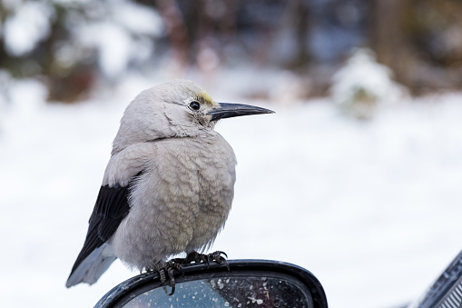 Clark's Nutcracker at Lake Louise in Banff National Park.