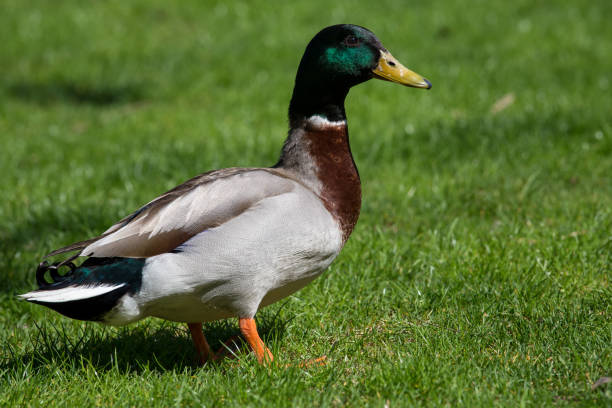 Male duck walking on grass stock photo