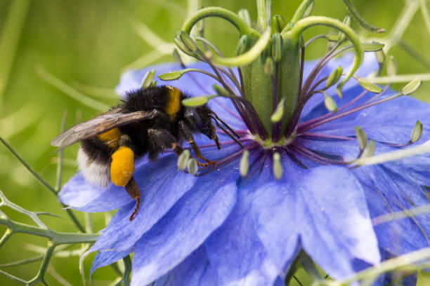 Bumblebee on blue flower stock photo