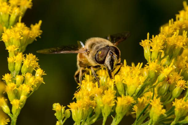 Bee on flower stock photo