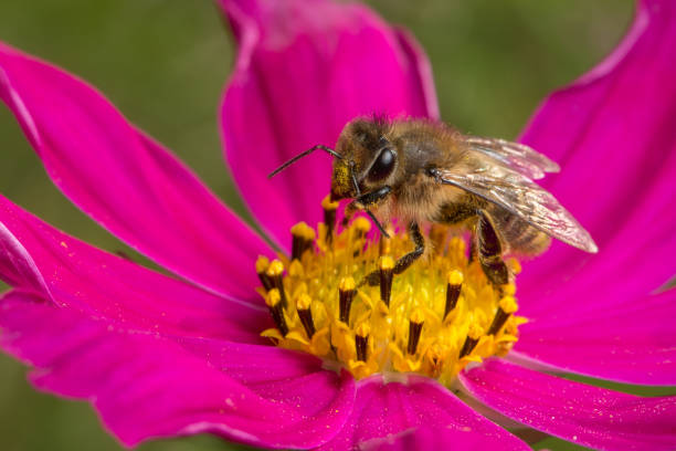 Bee on a red flower stock photo