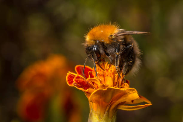 Bumblebee on an orange flower stock photo
