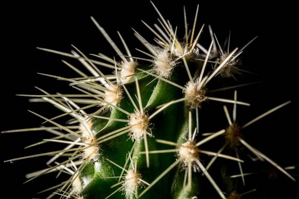 Green cactus isolated on black stock photo