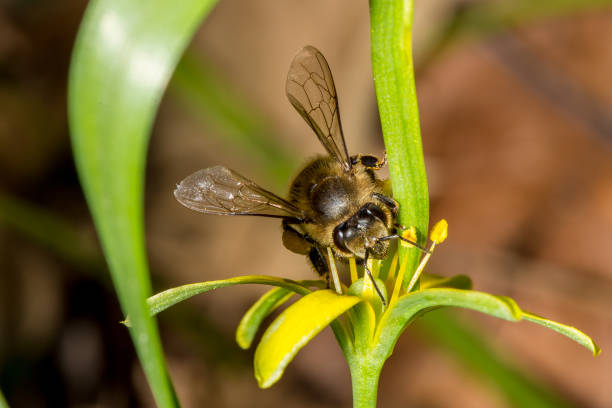 Bee on yellow flower stock photo