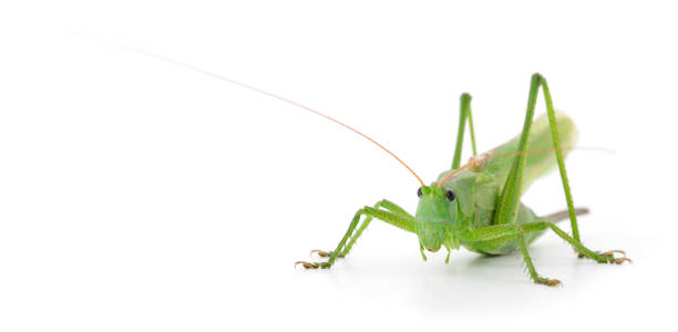 istock Green locust isolated 864483284
