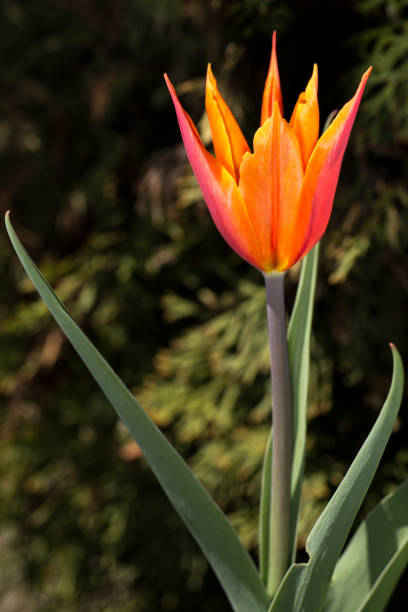 Orange tulip with spikey petals on dark background stock photo