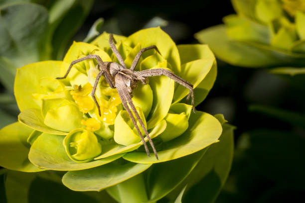 Spider on yellow flower stock photo