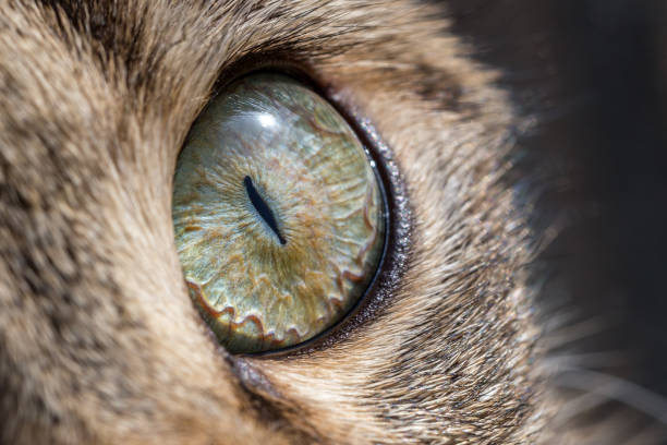 Cat eye macro stock photo