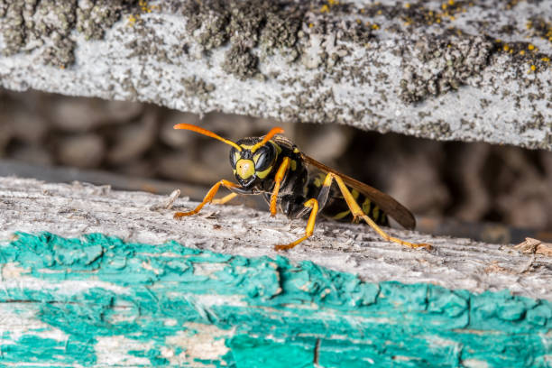 wasp sitting on wood stock photo