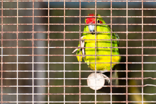 istock Red bird in cage observes tourists 864484048
