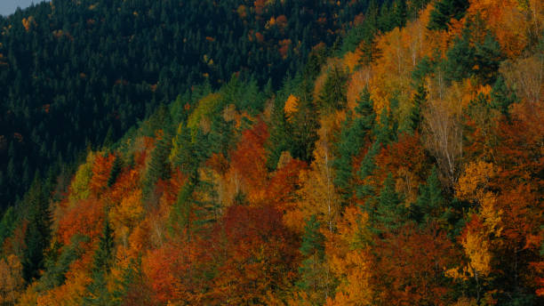 istock Beautiful colorful autumn forest on the hill 864484340