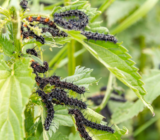istock Peacock butterfly caterpillars 864484700
