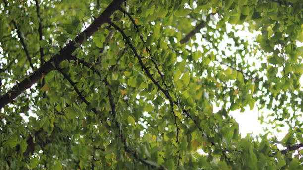 istock There are many ginkgo leaves. 864484884