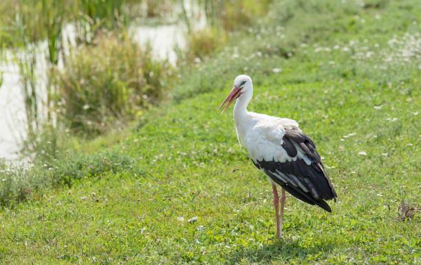 istock White stork stand on green grass 864484990