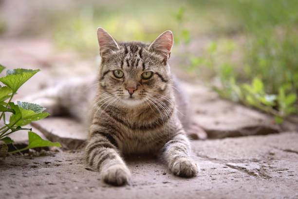 istock Photo of a gray cat 864485910