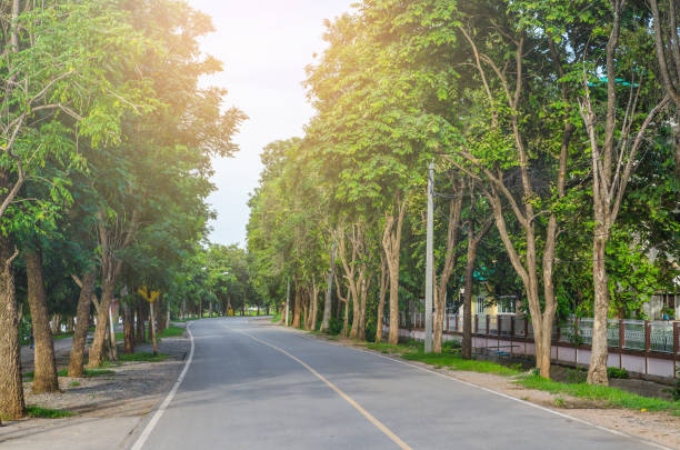 istock The way in the park with tree for exercise and relax 864486402
