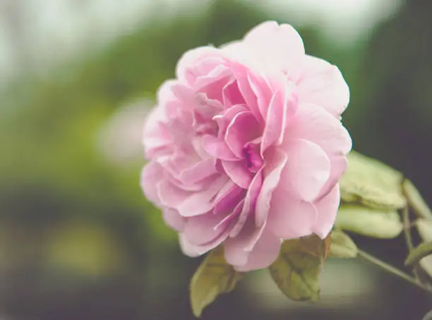 Detail of pinkroses in the garden. (rose)