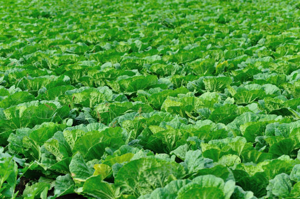 istock chinese cabbage crops in growth at field 864487528