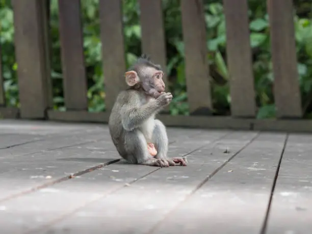 Little baby-monkey in monkey forest of Ubud, Bali, Indonesia