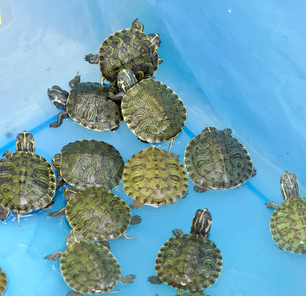 The northern river terrapin (Batagur baska) is a species of riverine turtle native to Southeast Asia