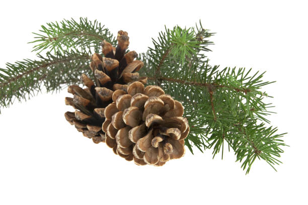 istock branch of Christmas tree isolated on white background 864494146