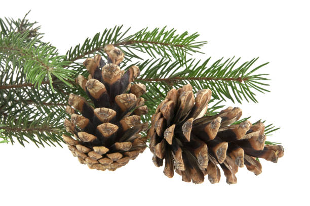 istock branch of Christmas tree isolated on white background 864494162
