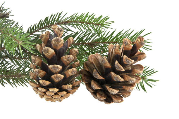 istock branch of Christmas tree isolated on white background 864494200