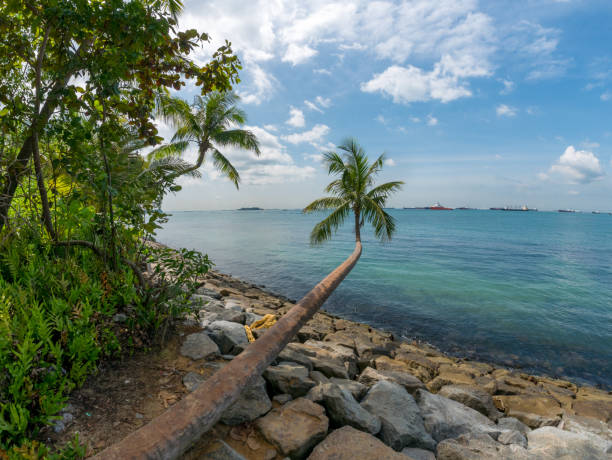 istock Bent palm tree at Palawan beach, Sentosa Island in Singapore. 864496684