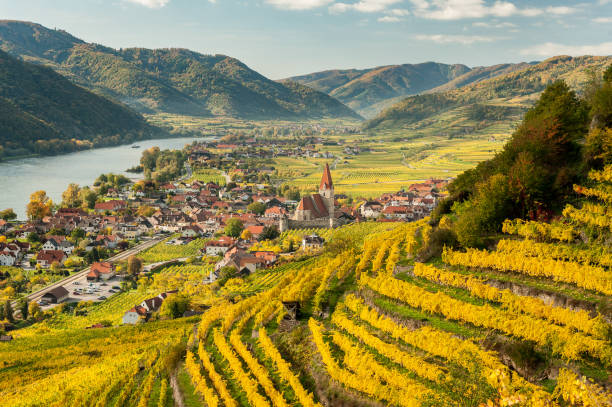 紅葉した葉と晴れた日にブドウ園 weissenkirchen wachau オーストリア - austria ストックフォトと画像