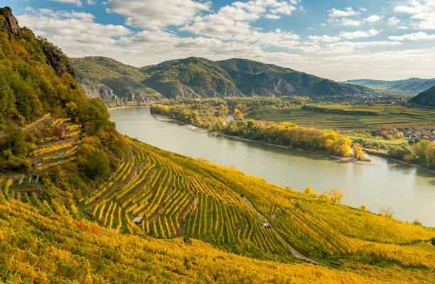 viñedo cerca de austria weissenkirchen wachau en hojas de colores otoñales en un día soleado - danube valley danube river vineyard austria fotografías e imágenes de stock