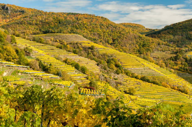 austria de weissenkirchen wachau en hojas de colores otoñales y viñedos en un día soleado - danube valley danube river vineyard austria fotografías e imágenes de stock