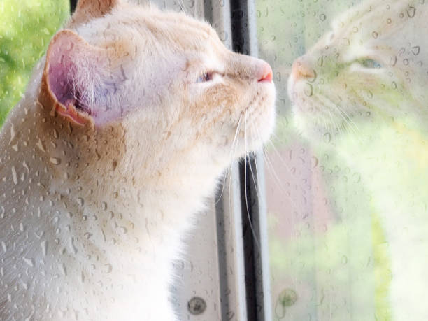 istock cat looks out a rainy window 864500436