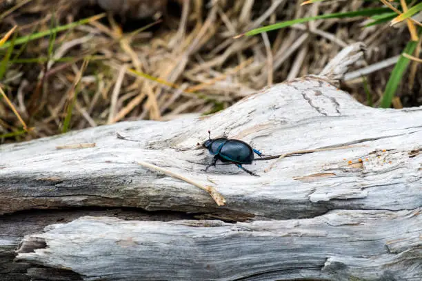 Photo of Dor beetle creep on a dry trunk of a tree