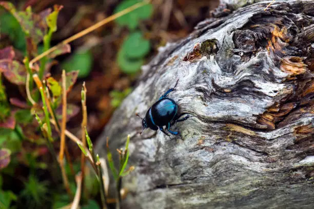 Photo of Dor beetle creep on a dry trunk of a tree