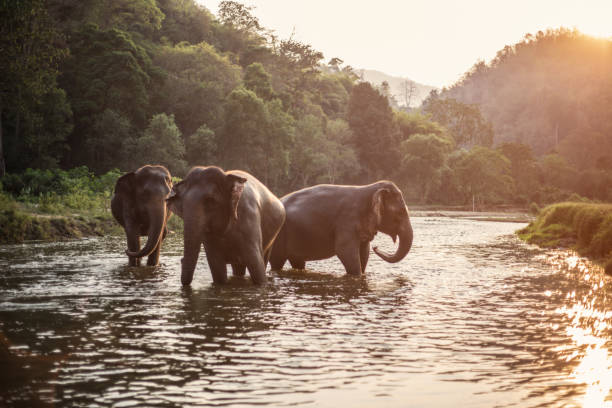 istock Asia Elephant in Thailand 864501408