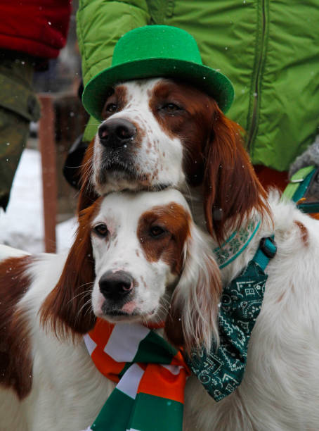 Irish red and white setters at the St. Patrick's Day Parade in the park Sokolniki in Moscow Moscow, Russia - March 19, 2016: Irish red and white setters at the St. Patrick's Day Parade in the park Sokolniki in Moscow irish red and white setter stock pictures, royalty-free photos & images