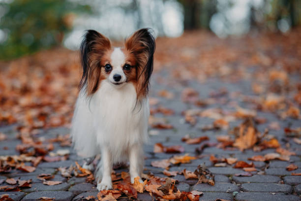 perro en el parque - papillon fotografías e imágenes de stock